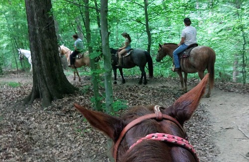 Helmsburg Cottage | Peaceful Wayside Cottage in the country 5 miles north of Nashville, IN!
