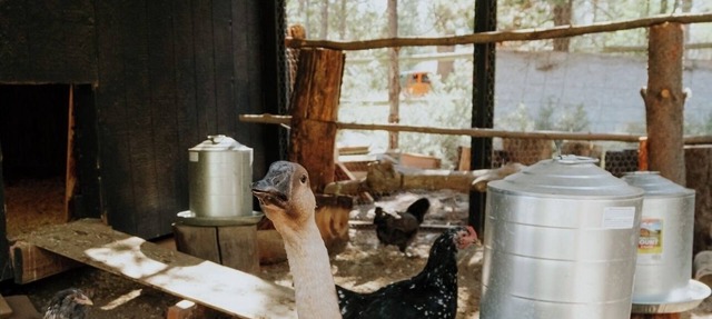 Acre Cabin: Trailers Welcome, Home to Chickens! in Bend