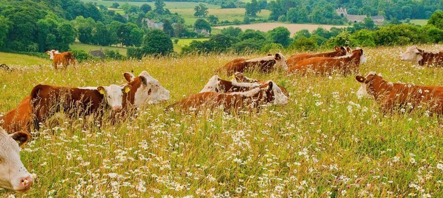 Architectural gem on an acclaimed cotswold farm /1 in Cheltenham