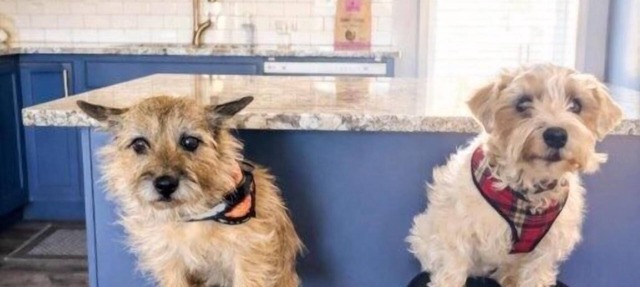 Dog Friendly|Fenced|Full Kitchen|Firepit in Alpena