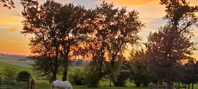 Escape to tranquility – your countryside haven, and at times with a horse or two in Dane