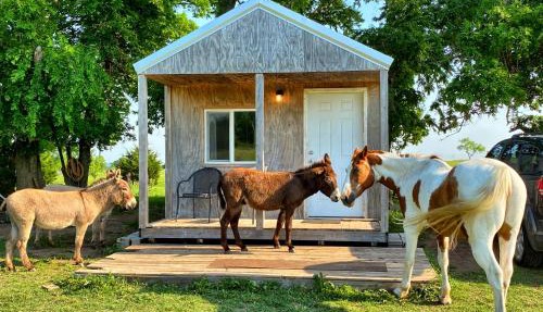 Tiny Cabin at the DonkeyRanch in Medicine Park