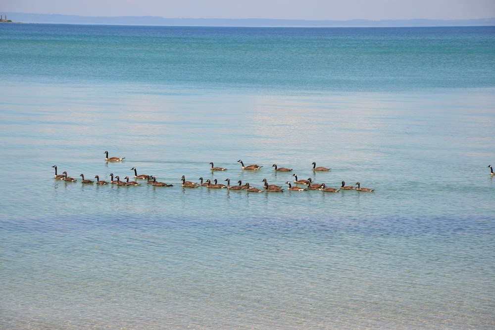 Photo of Others in Northport
