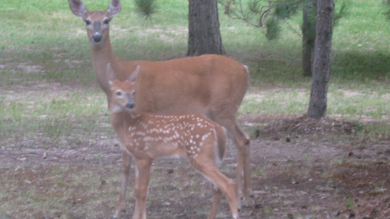 Photo of Others in Grayling
