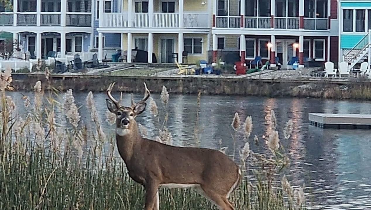 Photo of Outdoor in Michigan City